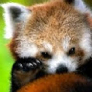 Meet your Posher, Céline